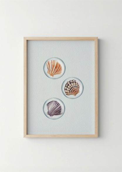 Schelpen - Zeedieren Poster