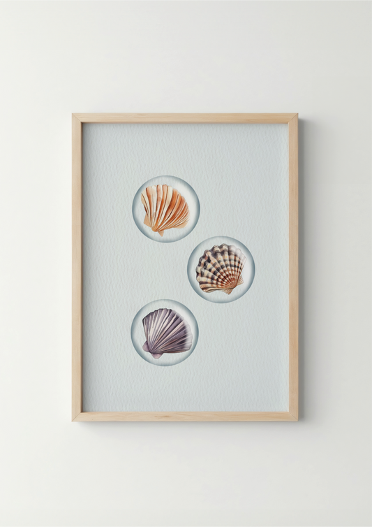 Schelpen - Zeedieren Poster